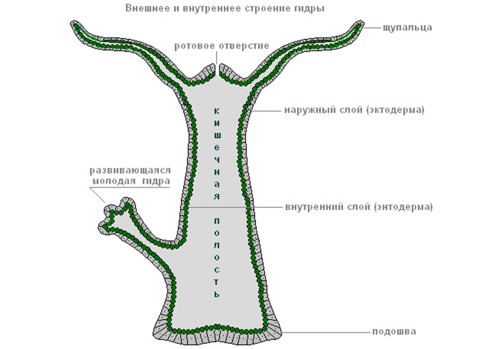 Кракен дарк площадка