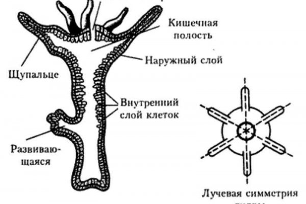 Кракен макет даркнет